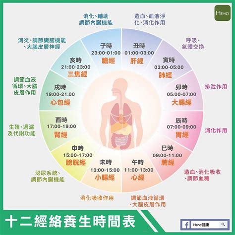 五行經絡|一張圖看十二經絡養生時間表，依循作息養生事半功倍！